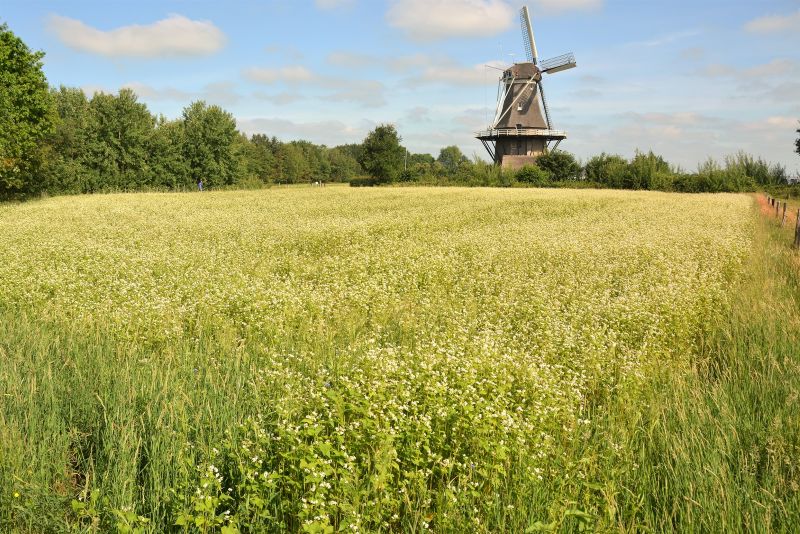 Boekweit in het veld voor blog Waarom meer boekweit eten