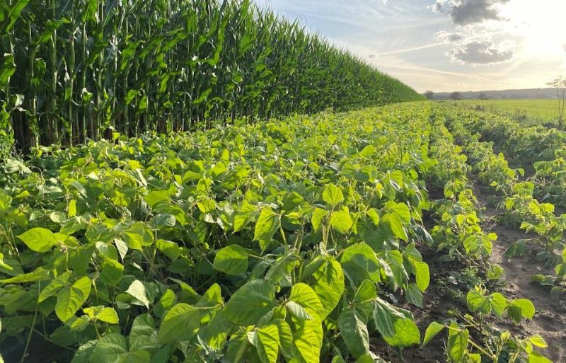 Veld met Katjang Idjoe bonen voor blog over mungbonen en taugé