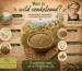 Infographic over wild venkelzaad met informatie over oorsprong, plant, oogst, smaak en toepassingen als mediterrane smaakmaker.